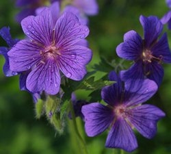 Flowers001_cr_small